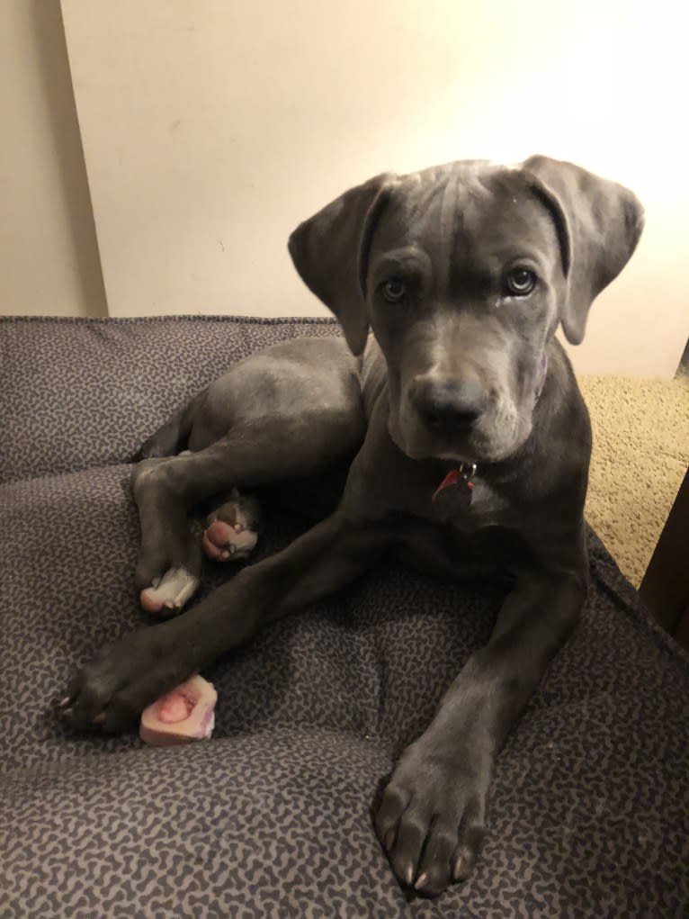 Hana, a Cane Corso tested with EmbarkVet.com