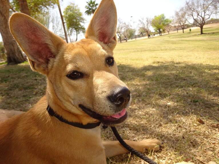 Bean, a Chow Chow and Chihuahua mix tested with EmbarkVet.com