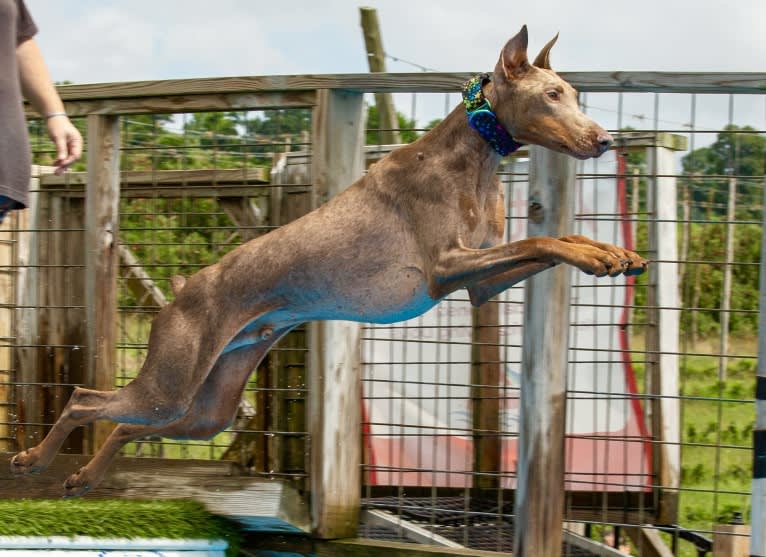 Titan, a Doberman Pinscher tested with EmbarkVet.com