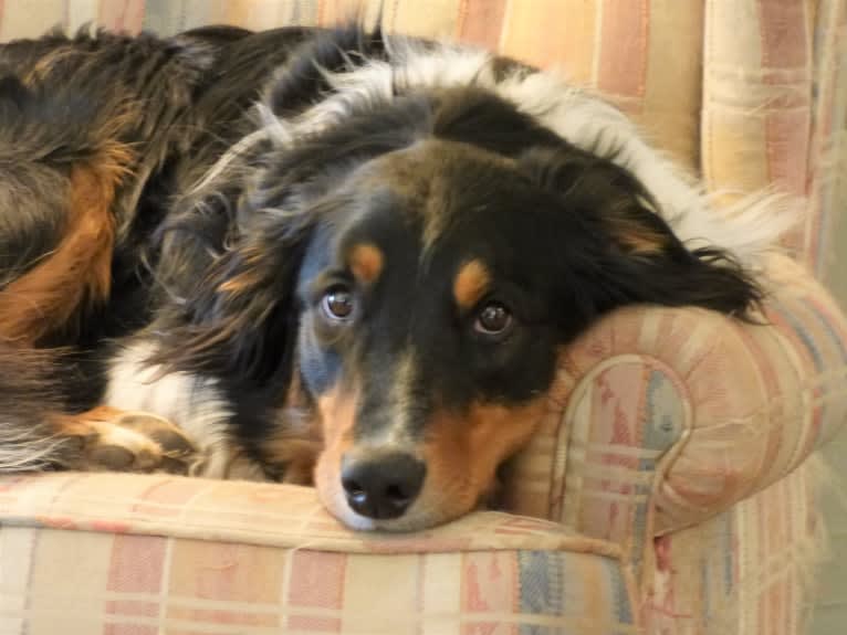 Jebediah Raphael, an English Shepherd tested with EmbarkVet.com