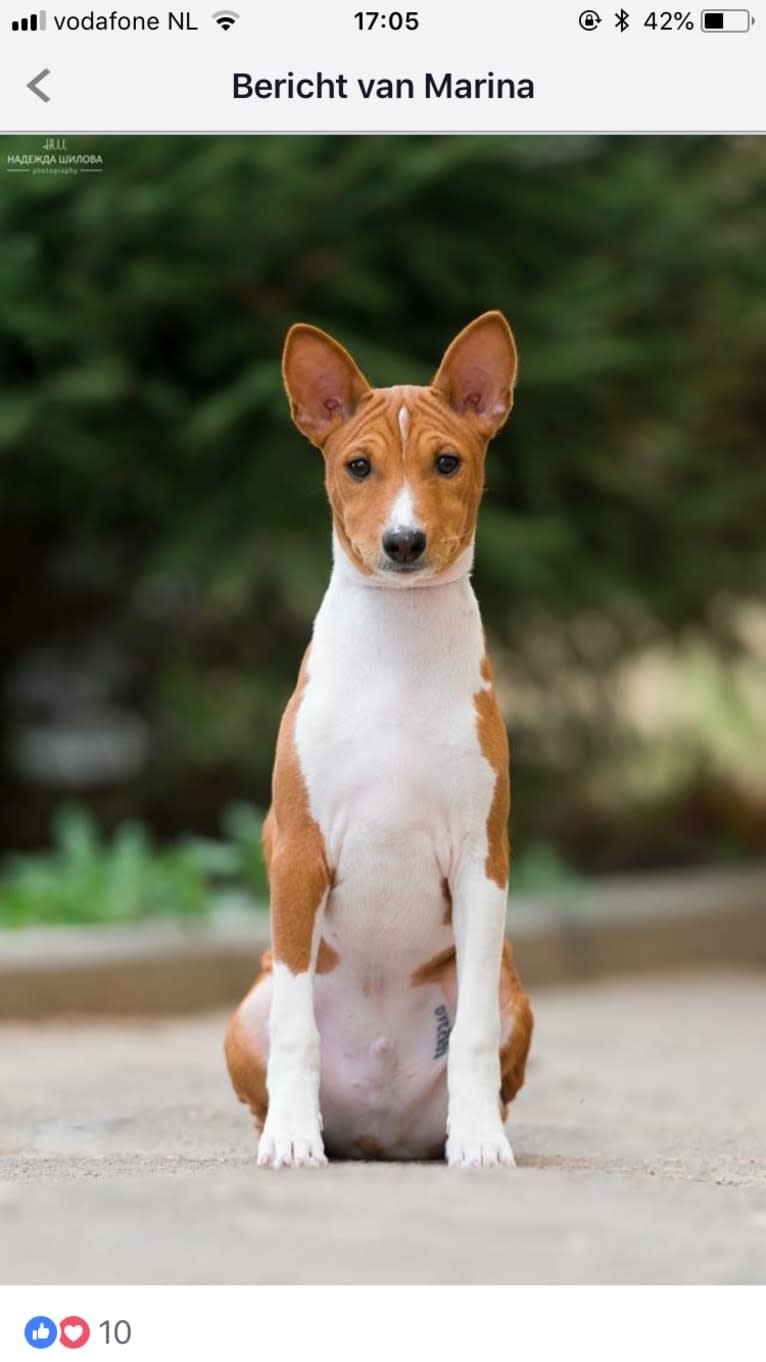 Dar Bony-Sona Cristofer Robin, a Basenji tested with EmbarkVet.com