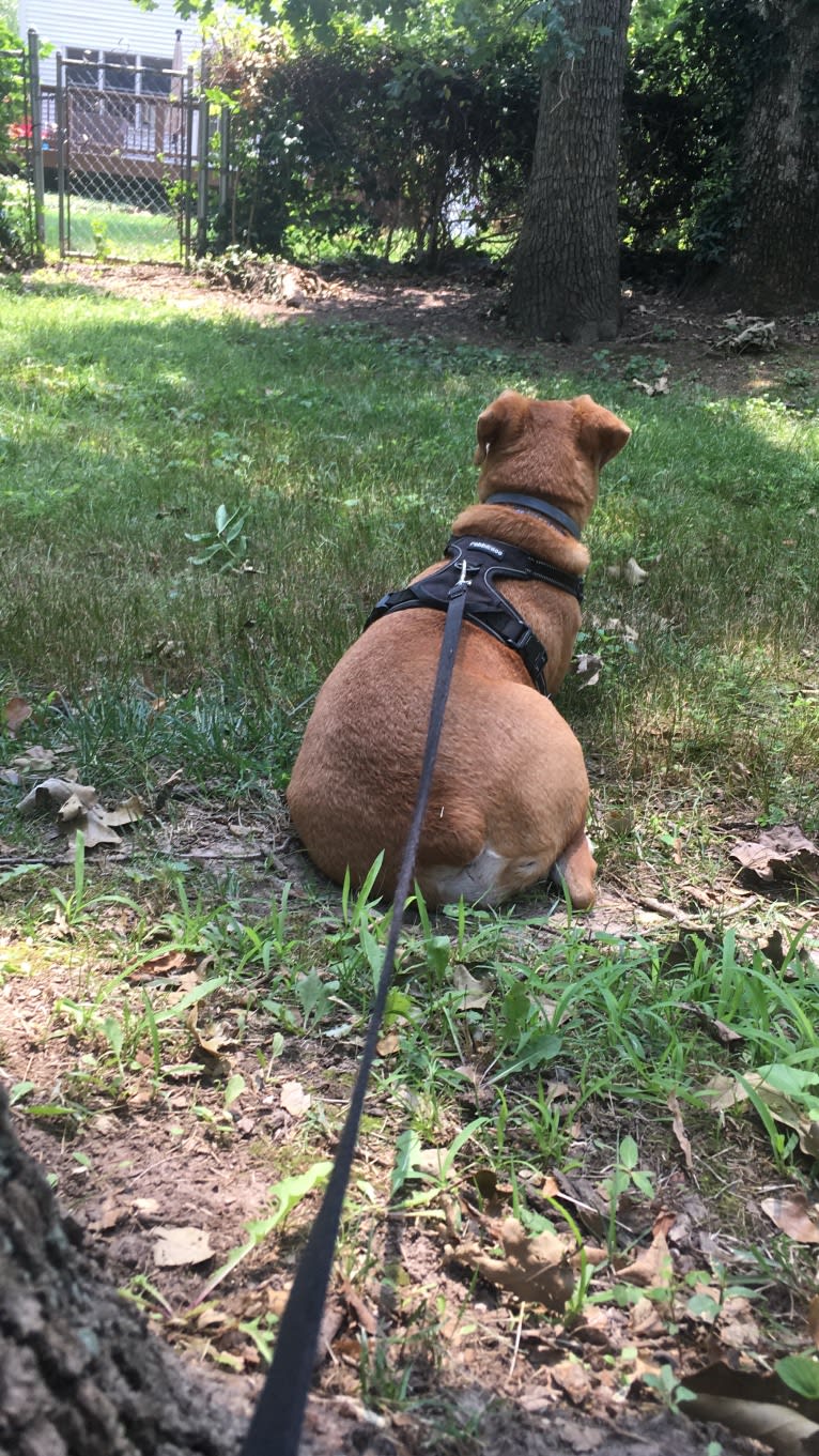 Stanley, a Mountain Cur tested with EmbarkVet.com