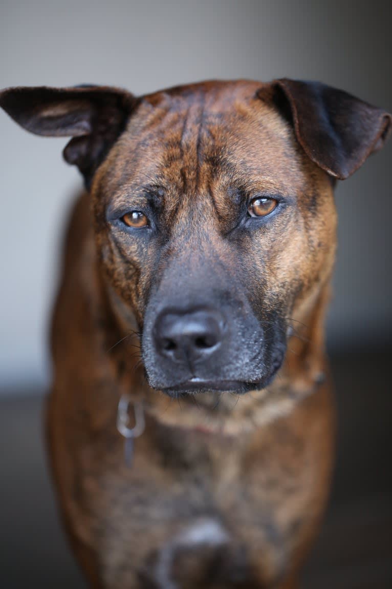 Astro, a Phu Quoc Ridgeback tested with EmbarkVet.com