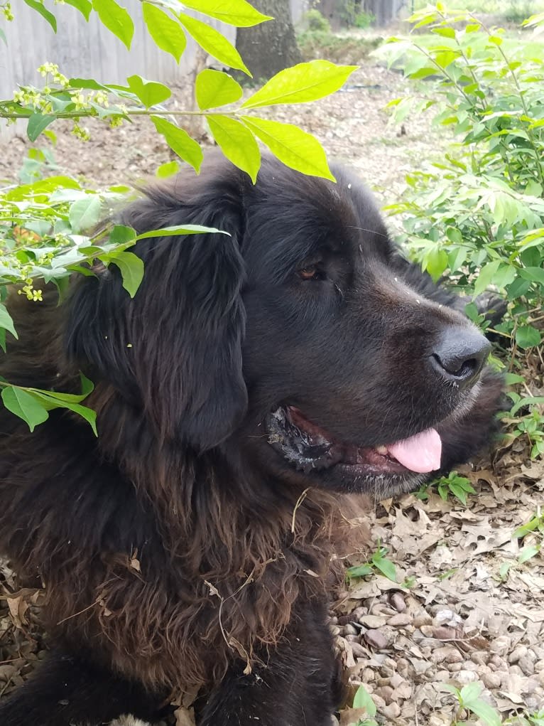 Bosco, a Saint Bernard and Labrador Retriever mix tested with EmbarkVet.com