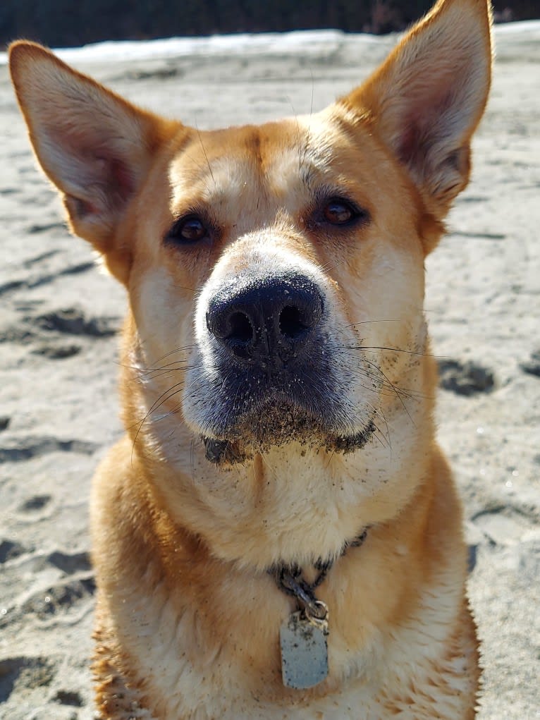 Ruby, an Akita and Australian Cattle Dog mix tested with EmbarkVet.com