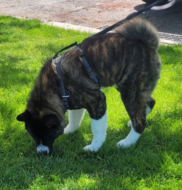 Bruno, an Akita tested with EmbarkVet.com