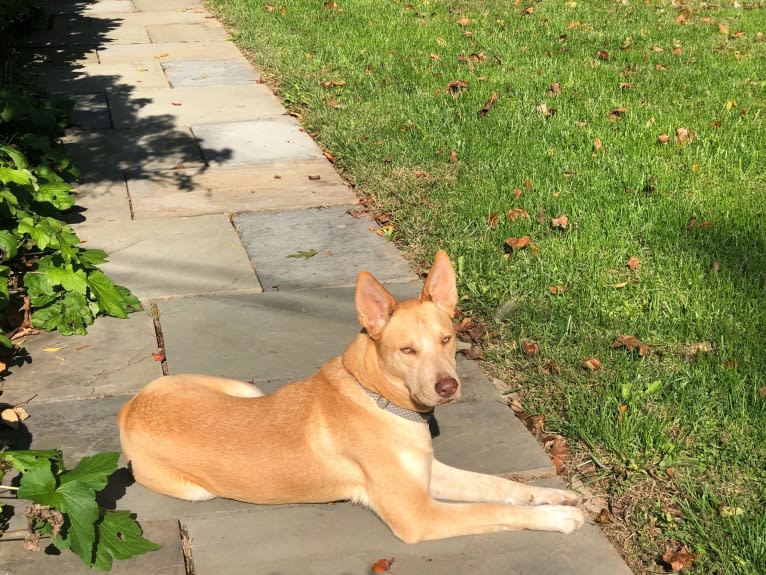 Loki, a Siberian Husky and American Pit Bull Terrier mix tested with EmbarkVet.com