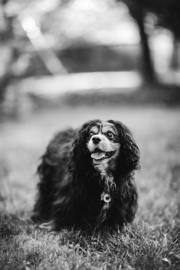 Barkley Valentine, a Cavalier King Charles Spaniel tested with EmbarkVet.com