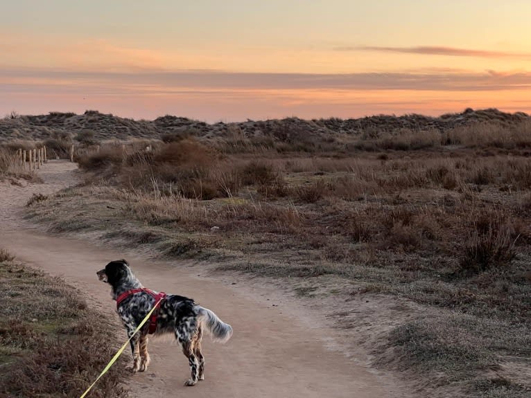 Daisy, an English Setter tested with EmbarkVet.com