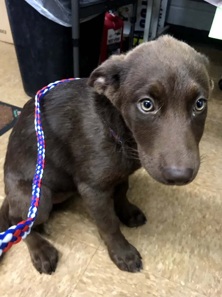 Hennessy, a Siberian Husky and Weimaraner mix tested with EmbarkVet.com