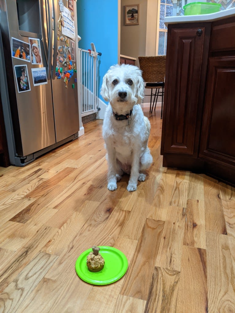 Cam, a Miniature Schnauzer and Cocker Spaniel mix tested with EmbarkVet.com