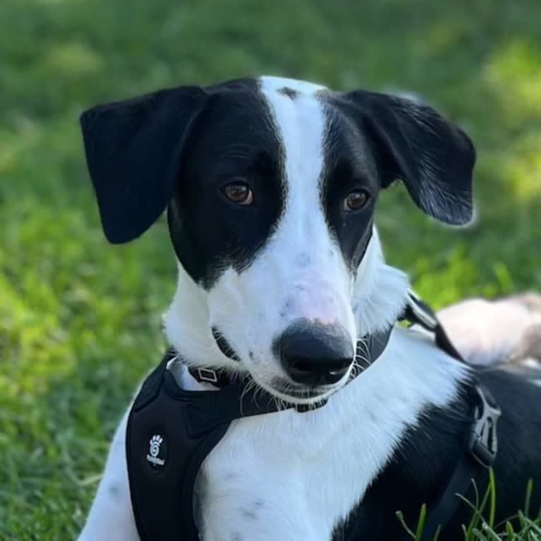 Oscar, an Arabian Village Dog tested with EmbarkVet.com