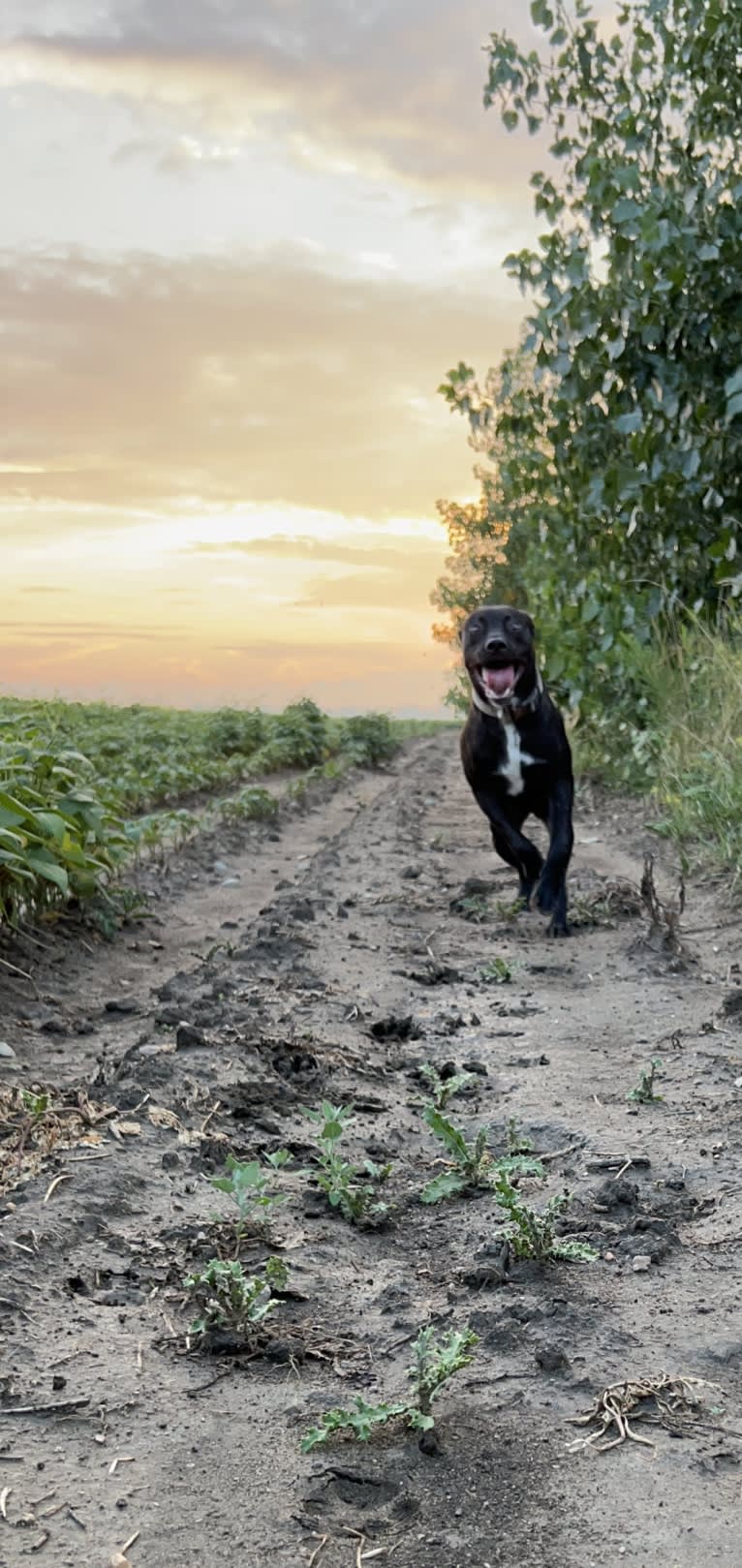 Otis, an American Pit Bull Terrier (9.4% unresolved) tested with EmbarkVet.com