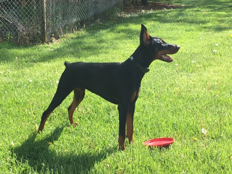 Jethro, a Doberman Pinscher tested with EmbarkVet.com