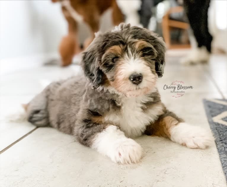 Willow, a Bernedoodle tested with EmbarkVet.com