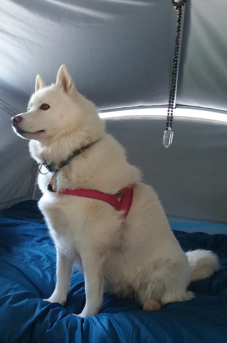 Liska, a Siberian Husky and German Shepherd Dog mix tested with EmbarkVet.com