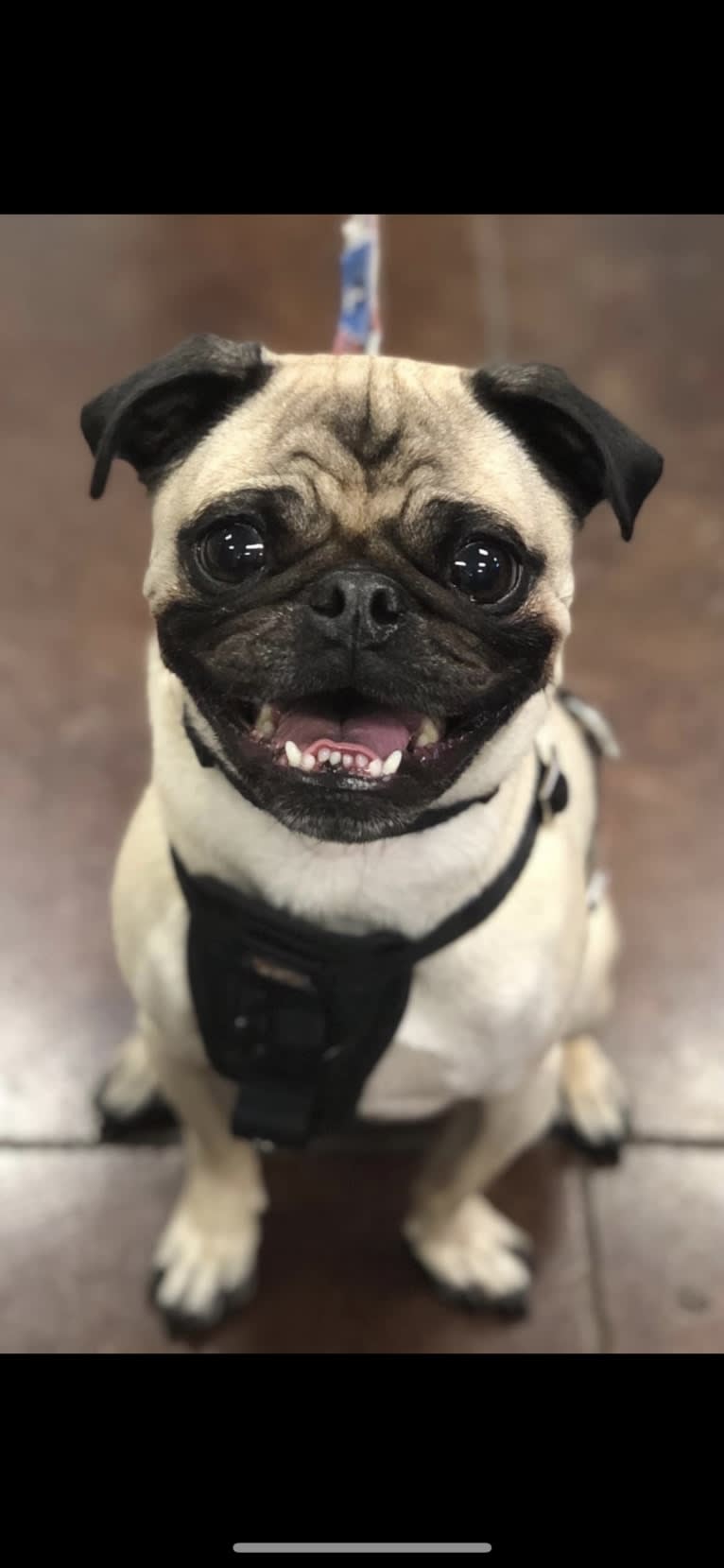 Mickey, a Pug tested with EmbarkVet.com