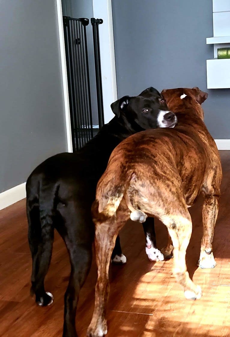 Luna, an American Pit Bull Terrier tested with EmbarkVet.com