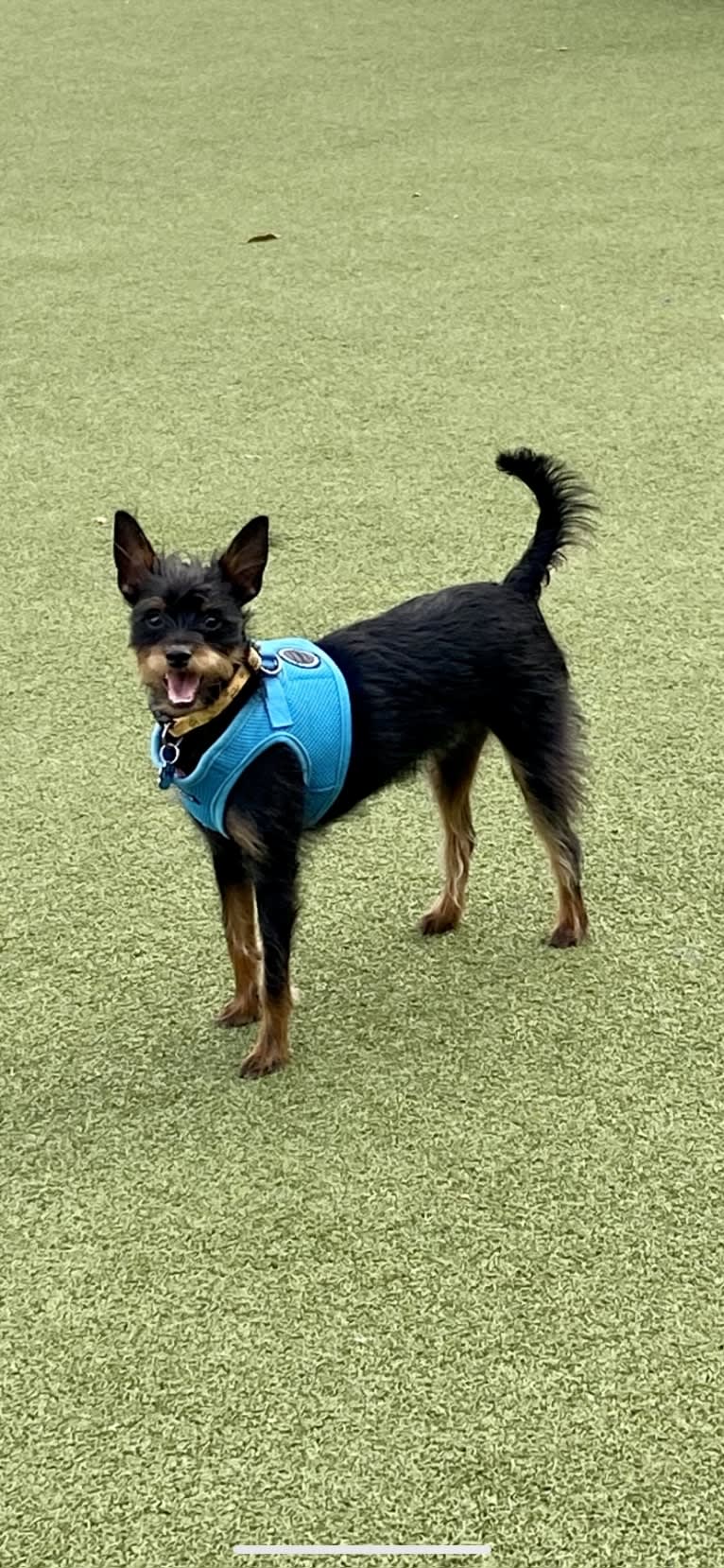 Bubba, a Miniature Pinscher and Chihuahua mix tested with EmbarkVet.com