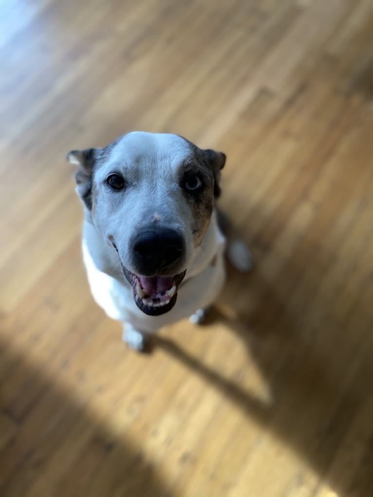 Buoy, an Australian Shepherd and Shetland Sheepdog mix tested with EmbarkVet.com