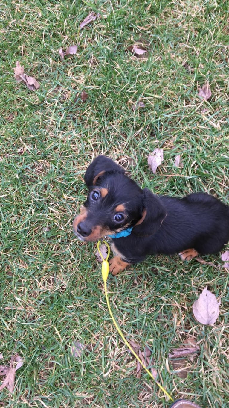 Ruger, a Beagle and Yorkshire Terrier mix tested with EmbarkVet.com