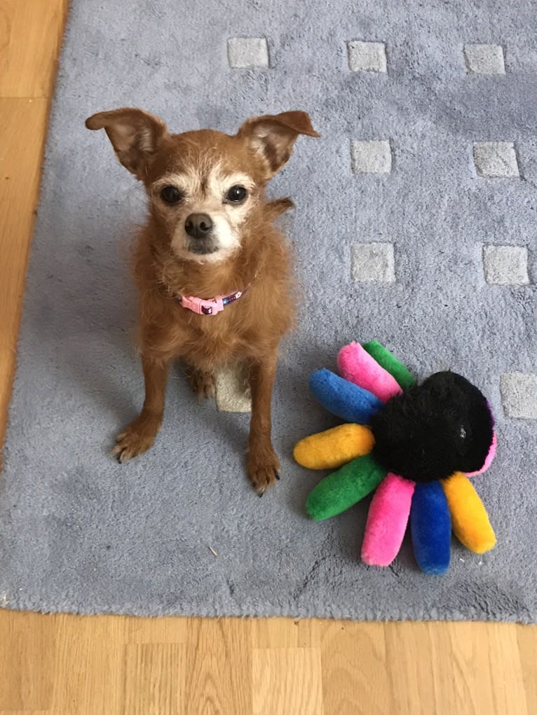 Tippy, a Chihuahua and Poodle (Small) mix tested with EmbarkVet.com