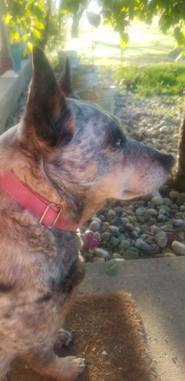 Shadoe, an Australian Cattle Dog tested with EmbarkVet.com