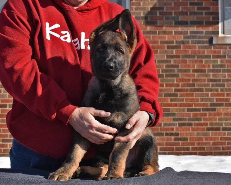 Booth vom Wahrsten, a German Shepherd Dog tested with EmbarkVet.com