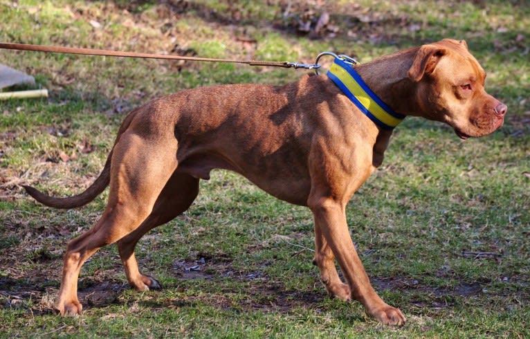 Mason The Bull 'Mason', an American Pit Bull Terrier and Labrador Retriever mix tested with EmbarkVet.com