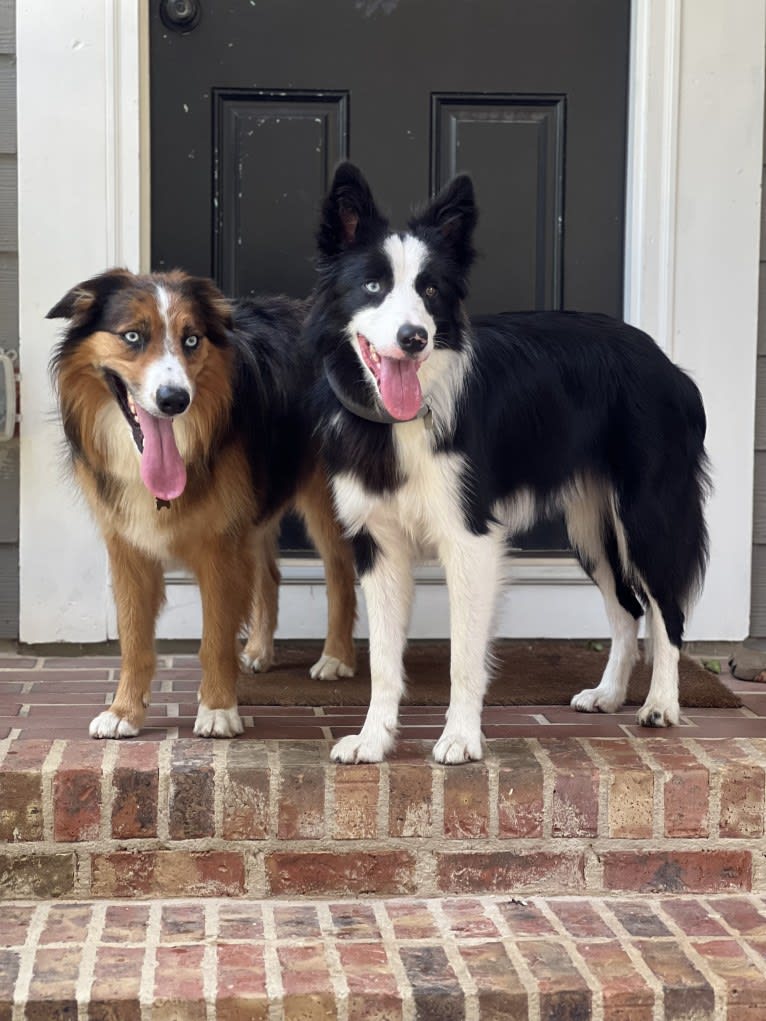 Blue, a Border Collie tested with EmbarkVet.com