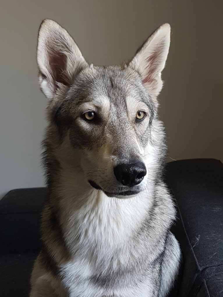 Ishtar (Estrella v.d. Scheldeschorre), a Saarloos Wolfdog tested with EmbarkVet.com