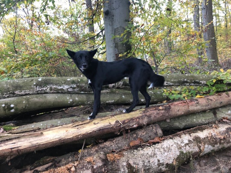 Chesley, a Canaan Dog tested with EmbarkVet.com