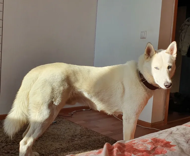 DEMON, a Gerberian Shepsky (5.0% unresolved) tested with EmbarkVet.com