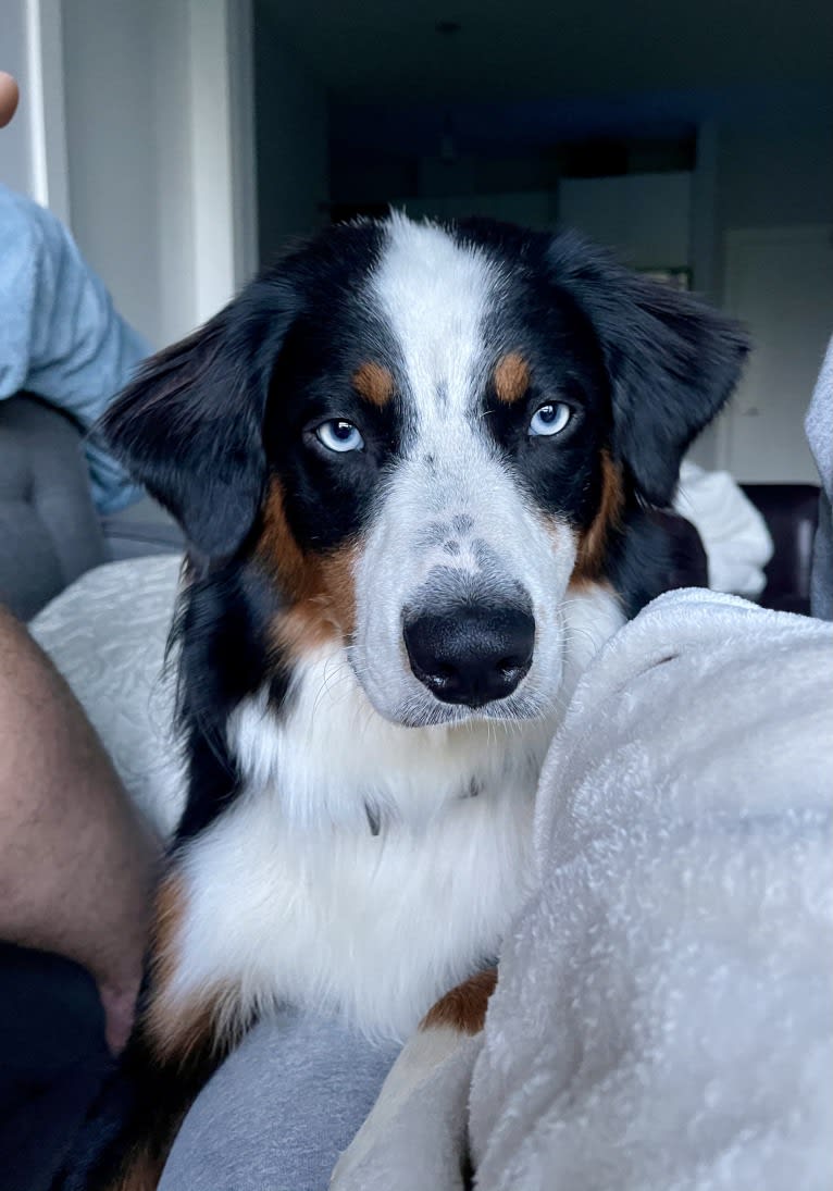 Oliver Webster, an Australian Shepherd tested with EmbarkVet.com