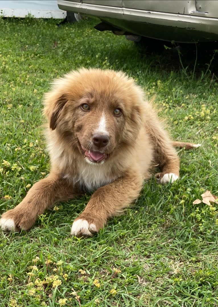 Summit, a Border Collie and Great Pyrenees mix tested with EmbarkVet.com