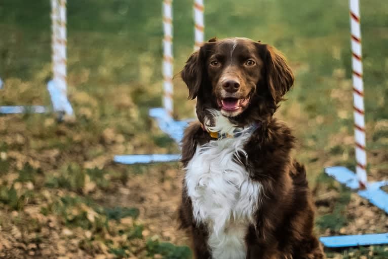 RACH Ruby Blue Mingus CDX BN RM4 RAE2 FDC AX AJX MXF CGC TKP, a Brittany and Border Collie mix tested with EmbarkVet.com