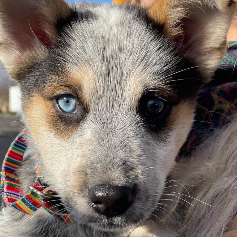 Flora, an Australian Cattle Dog and Siberian Husky mix tested with EmbarkVet.com