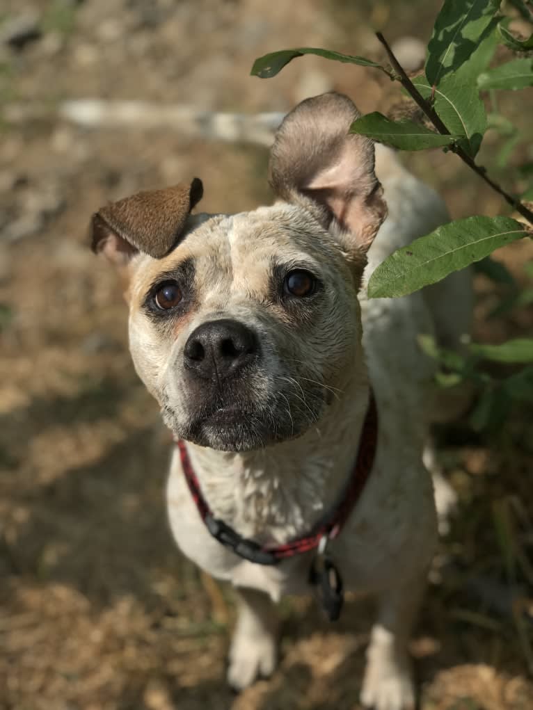 Lil, a Staffordshire Terrier and Boxer mix tested with EmbarkVet.com
