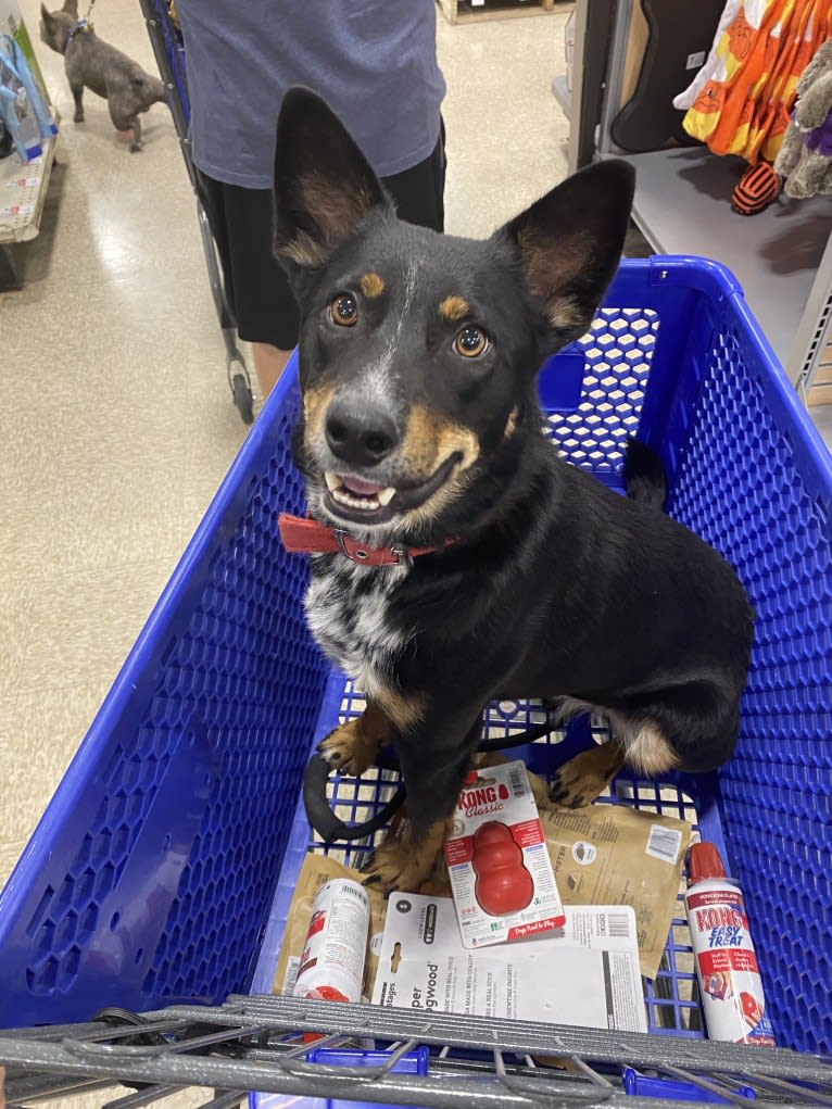 Toussaint, an Australian Cattle Dog and American Pit Bull Terrier mix tested with EmbarkVet.com