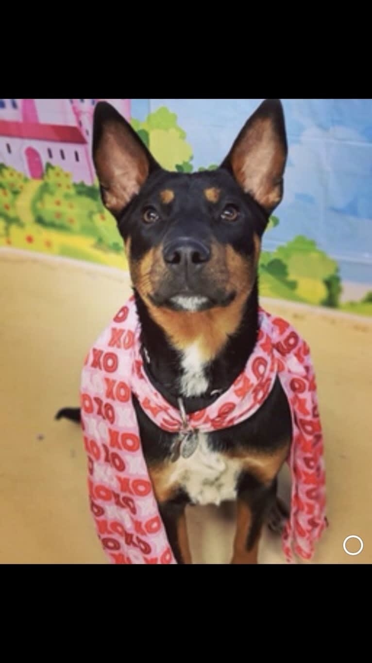 Charlie Grace, an Australian Cattle Dog and Golden Retriever mix tested with EmbarkVet.com