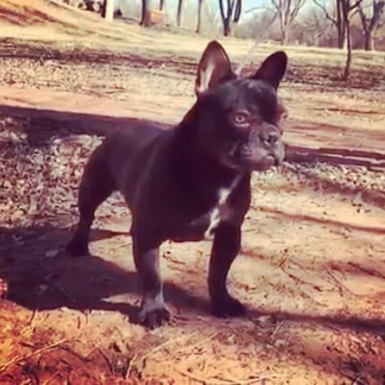 Stitch, a French Bulldog tested with EmbarkVet.com