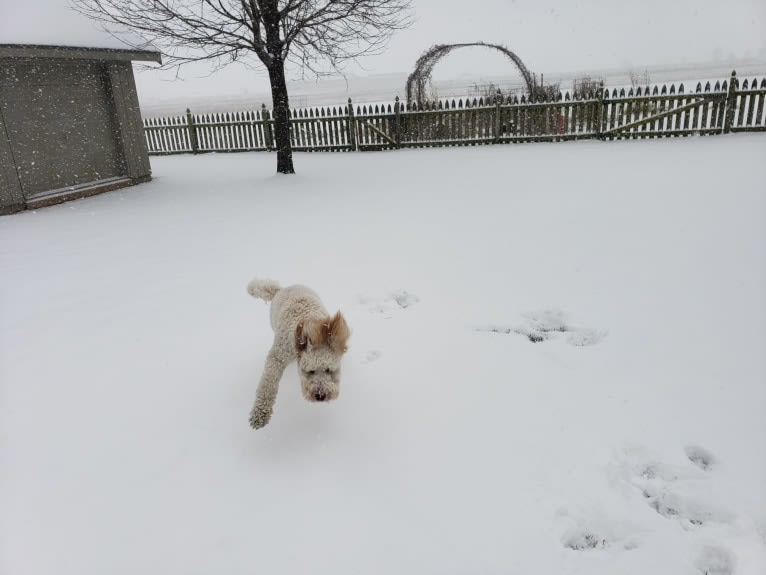 Orie, a Goldendoodle tested with EmbarkVet.com