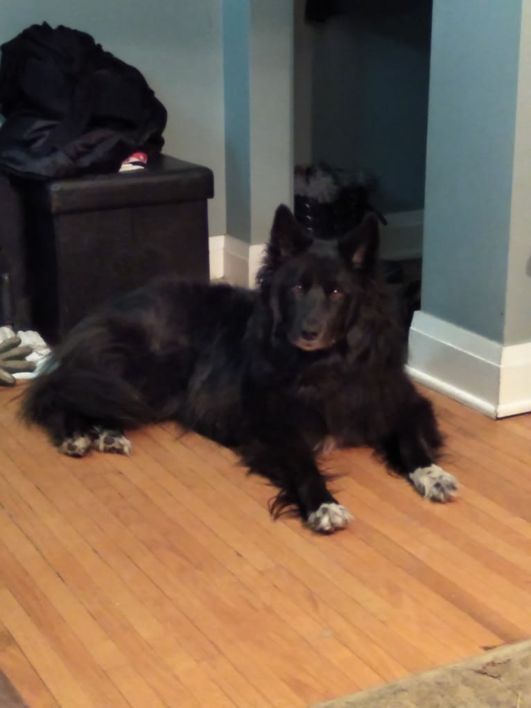 Kelly, a Border Collie and Canadian Eskimo Dog mix tested with EmbarkVet.com