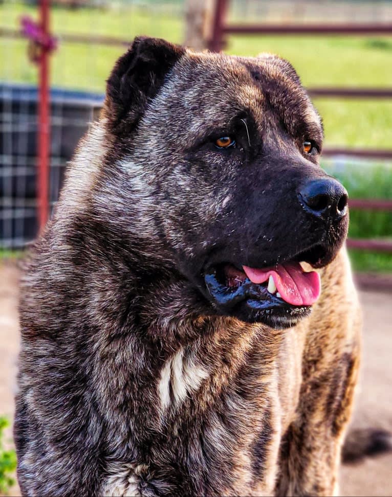 Aslan, an Anatolian Shepherd Dog tested with EmbarkVet.com