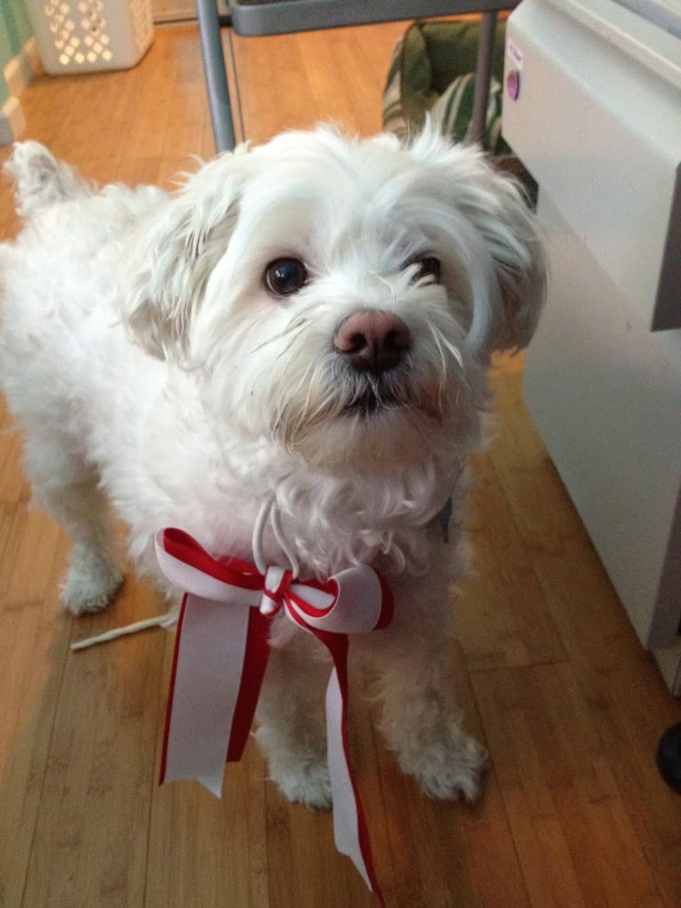 Logan, a Chinese Crested and Maltese mix tested with EmbarkVet.com