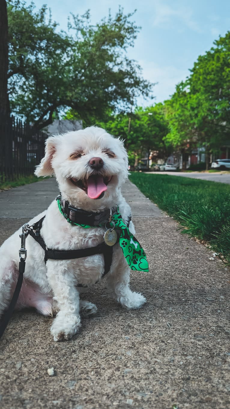 Leo, a Shihpoo (14.0% unresolved) tested with EmbarkVet.com