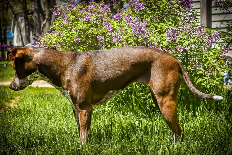 Kora, an Australian Cattle Dog and German Shorthaired Pointer mix tested with EmbarkVet.com