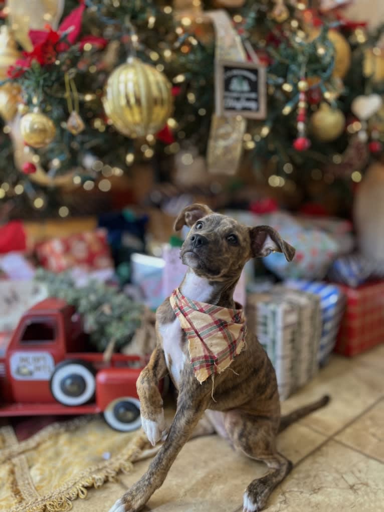 Kiwi, an American Pit Bull Terrier and Chihuahua mix tested with EmbarkVet.com