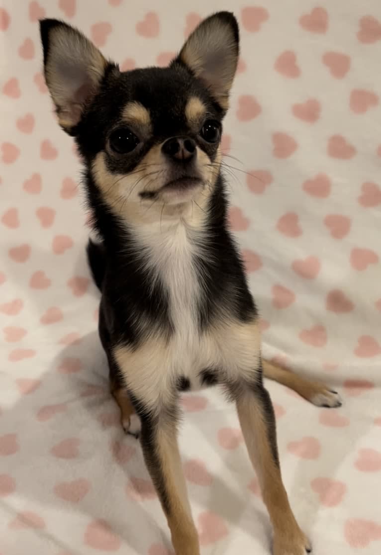 Alli-Mae, a Chihuahua tested with EmbarkVet.com