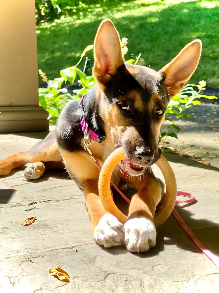 Lola, a German Shepherd Dog and American Pit Bull Terrier mix tested with EmbarkVet.com